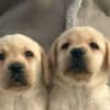Labrador retriever photo 2