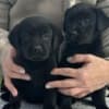 Labrador retriever photo 3