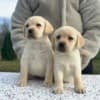 Labrador retriever photo 4