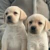 Labrador retriever photo 5