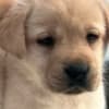 Labrador retriever photo 6