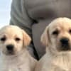 Labrador retriever photo 7