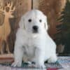 English Retriever Indiana: Well-Bred Puppies Raised for Health photo 1