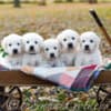 English Retriever Indiana: Well-Bred Puppies Raised for Health photo 2