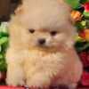 Pomeranian Boo Puppies photo 1