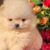 Pomeranian Boo Puppies photo 2