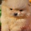 Pomeranian Boo Puppies photo 4