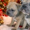 French Bulldog puppies for sale photo 1