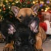 French Bulldog puppies for sale photo 2