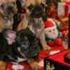 French Bulldog puppies for sale photo 3