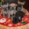 French Bulldog puppies for sale photo 4
