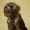 Medium schnauzer, female puppies photo 1