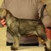 Medium schnauzer, female puppies photo 2