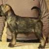 Medium schnauzer, female puppies photo 3