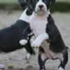 American Staffordshire Terrier – Beautiful Puppies photo 1