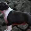 American Staffordshire Terrier – Beautiful Puppies photo 2