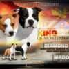 American Staffordshire Terrier – Beautiful Puppies photo 3