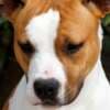 American Staffordshire Terrier – Beautiful Puppies photo 4