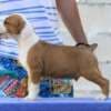American Staffordshire Terrier – Beautiful Puppies photo 5