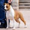 American Staffordshire Terrier – Beautiful Puppies photo 6