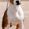 American Staffordshire Terrier – Beautiful Puppies photo 7