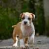 American Staffordshire Terrier – Beautiful Puppies photo 8
