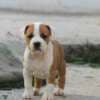American Staffordshire Terrier – Beautiful Puppies photo 9