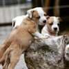 American Staffordshire Terrier – Beautiful Puppies photo 10