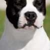 American Staffordshire Terrier – Beautiful Puppies photo 14