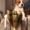 American Staffordshire Terrier – Beautiful Puppies photo 15