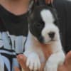 American Staffordshire Terrier – Beautiful Puppies photo 16