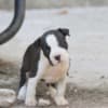 American Staffordshire Terrier – Beautiful Puppies photo 17