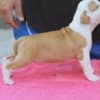 American Staffordshire Terrier – Beautiful Puppies photo 19