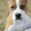 American Staffordshire Terrier – Beautiful Puppies photo 20