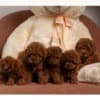 Red dwarf and toy poodles photo 1
