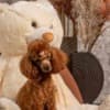 Red dwarf and toy poodles photo 2