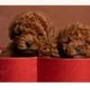 Red dwarf and toy poodles photo 3