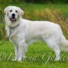 English Golden Retriever Indiana : Your New Bestfriend Available Now photo 1