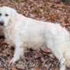 English Golden Retriever Indiana : Your New Bestfriend Available Now photo 2
