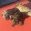 Cairn terrier puppies photo 1