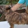 Cairn terrier puppies photo 2