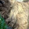 Cairn terrier puppies photo 3