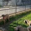 Weimaraner female photo 1