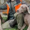 Weimaraner female photo 2
