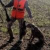 Weimaraner female photo 3
