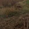 Weimaraner female photo 4