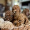 Toy Poodle Puppies for Sale photo 1