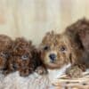 Toy Poodle Puppies for Sale photo 2