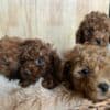 Toy Poodle Puppies for Sale photo 3