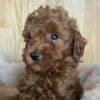Toy Poodle Puppies for Sale photo 4